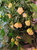 Aji Fantasy Sparkly White Chilli Plant Image by CHILLIESontheWEB Aji Fantasy Sparkly White Chilli Plant Image by CHILLIESontheWEB
