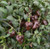 Chile de Onza Chilli Image, Chillies on the Web Chile de Onza Chilli Image, Chillies on the Web