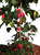 Aji Benito Chilli Plant Image by CHILLIESontheWEB Aji Benito Chilli Plant Image by CHILLIESontheWEB