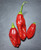 Aji Crujiente Chilli Mature Pods Image by CHILLIESontheWEB Aji Crujiente Chilli Mature Pods Image by CHILLIESontheWEB