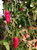 Aji Asta de Buey Chilli Plant Image by CHILLIESontheWEB Aji Asta de Buey Chilli Plant Image by CHILLIESontheWEB