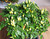 KS White Thai Chilli Plant Image by CHILLIESontheWEB KS White Thai Chilli Plant Image by CHILLIESontheWEB