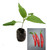 Jalapeno Um-Ji-Put - Korean Jalapeno Chilli Seedling Plant Image by CHILLIESontheWEB Jalapeno Um-Ji-Put - Korean Jalapeno Chilli Seedling Plant Image by CHILLIESontheWEB