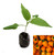 Mini Bell Yellow Sweet Pepper Plant Image by CHILLIESontheWEB Mini Bell Yellow Sweet Pepper Plant Image by CHILLIESontheWEB