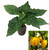 Habanero West Indian Yellow Chilli Seedling Plant Image by CHILLIESontheWEB Habanero West Indian Yellow Chilli Seedling Plant Image by CHILLIESontheWEB