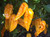 Devils Tongue Yellow Chilli Image, Chillies on the Web Devils Tongue Yellow Chilli Image, Chillies on the Web