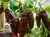 Fatalii Brown Chilli Image by CHILLIESontheWEB Fatalii Brown Chilli Image by CHILLIESontheWEB