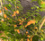 Fatalii Peach Chilli Image by CHILLIESontheWEB Fatalii Peach Chilli Image by CHILLIESontheWEB