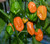 Grenada Seasoning Chilli Plant Image, Chillies on the Web Grenada Seasoning Chilli Plant Image, Chillies on the Web