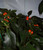 Hot Rainbow Chilli Image, Chillies on the Web Hot Rainbow Chilli Image, Chillies on the Web