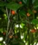 Mata Frade Chilli Image, Chillies on the Web Mata Frade Chilli Image, Chillies on the Web