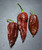 Chocolate Naga Bhut Jolokia Chilli Pod Image by CHILLIESontheWEB Chocolate Naga Bhut Jolokia Chilli Pod Image by CHILLIESontheWEB