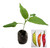 Aji Crystal Chilli Plant Image by CHILLIESontheWEB Aji Crystal Chilli Plant Image by CHILLIESontheWEB