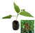 Vindaloo Cayenne Chilli Plant image by CHILLIESontheWEB Vindaloo Cayenne Chilli Plant image by CHILLIESontheWEB