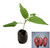 Jalapeno Telica Chilli Seedling Plant Image by CHILLIESontheWEB Jalapeno Telica Chilli Seedling Plant Image by CHILLIESontheWEB