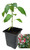 Jindungo - Birdseye 9cm Chilli Plant Image by CHILLIESontheWEB Jindungo - Birdseye 9cm Chilli Plant Image by CHILLIESontheWEB