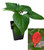 Fatalii Gourmet Jigsaw9cm Chilli Plant Image by CHILLIESontheWEB