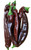 Vallero Chilli Image by CHILLIESontheWEB Vallero Chilli Image by CHILLIESontheWEB