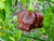 Moruga Scorpion Chocolate Chilli Image by CHILLIESontheWEB Moruga Scorpion Chocolate Chilli Image by CHILLIESontheWEB