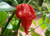 Trinidad Scorpion Red Chilli Plant Image, Chillies on the Web Trinidad Scorpion Red Chilli Plant Image, Chillies on the Web