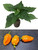 Fatalii Peach Chilli Seedling Plant Image by CHILLIESontheWEB Fatalii Peach Chilli Seedling Plant Image by CHILLIESontheWEB