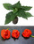 Butch T x Reaper Chilli Seedling Plant Image by CHILLIESontheWEB Butch T x Reaper Chilli Seedling Plant Image by CHILLIESontheWEB