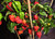 Naga Bengal Mature Chilli Plant Image by CHILLIESontheWEB Naga Bengal Mature Chilli Plant Image by CHILLIESontheWEB