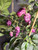 Jolokia Pink Ice Mature Plant Image by CHILLIESontheWEB Jolokia Pink Ice Mature Plant Image by CHILLIESontheWEB