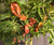 Carboruga Chocolate Mature Chilli Plant Image CHILLIESontheWEB Carboruga Chocolate Mature Chilli Plant Image CHILLIESontheWEB