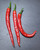 Chinese Space Mature Chilli Pods Hangijao 10 Image by CHILLIESontheWEB Chinese Space Mature Chilli Pods Hangijao 10 Image by CHILLIESontheWEB