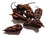 Chocolate Bhutlah Chilli Image by CHILLIESontheWEB Chocolate Bhutlah Chilli Image by CHILLIESontheWEB