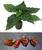 Naga Viper Chocolate Chilli Seedling Plant Image by CHILLIESontheWEB Naga Viper Chocolate Chilli Seedling Plant Image by CHILLIESontheWEB