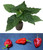 Fatalii Gourmet Jigsaw Chilli Seedling Plant Image by CHILLIESontheWEB Fatalii Gourmet Jigsaw Chilli Seedling Plant Image by CHILLIESontheWEB