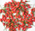 Selvatico chilli Selvatico chilli