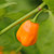 Habanero Apple Orange Chilli Habanero Apple Orange Chilli