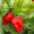 Habanero Francisca Red Chilli Habanero Francisca Red Chilli