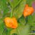HABANERO TENZIHA YELLOW Chilli HABANERO TENZIHA YELLOW Chilli