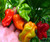 Sumatra Chilli Sumatra Chilli