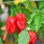 Habanero Guadalupe Red Chilli Seeds Image