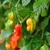 Habanero Salmon Orange Chilli Seeds Image Habanero Salmon Orange Chilli Seeds Image