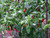 Ahi Peruvian Chilli Plant Image, Chillies on the Web Ahi Peruvian Chilli Plant Image, Chillies on the Web