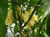 Habanero White Chilli Plant Image by Chillies on the Web Habanero White Chilli Plant Image by Chillies on the Web