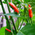 Tatil Sus Pepper chilli image, chillies on the web Tatil Sus Pepper chilli image, chillies on the web