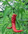Goats Horn Chilli Plant Image, Chillies on the Web Goats Horn Chilli Plant Image, Chillies on the Web