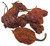 Trinidad Scorpion Butch T Chilli Image by CHILLIESontheWEB Trinidad Scorpion Butch T Chilli Image by CHILLIESontheWEB