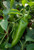 Joe E Parker Chilli Plant Image by Chillies on the Web Joe E Parker Chilli Plant Image by Chillies on the Web