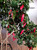 Serrano Tampiqueno Chilli Plant Image by CHILLIESontheWEB Serrano Tampiqueno Chilli Plant Image by CHILLIESontheWEB