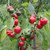 Satans Kiss Chilli Seeds Image by Chillies on the Web Satans Kiss Chilli Seeds Image by Chillies on the Web