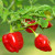 Habanero Red Chilli Seeds Image by Chillies on the Web Habanero Red Chilli Seeds Image by Chillies on the Web