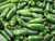 Jalapeno Tam Chilli Seeds Image by Chillies on the Web Jalapeno Tam Chilli Seeds Image by Chillies on the Web